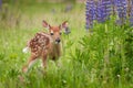 White-Tailed Deer Fawn Odocoileus virginianus Stands Near Lupi Royalty Free Stock Photo