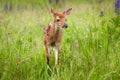 White-Tailed Deer Fawn Odocoileus virginianus Stands One Ear B Royalty Free Stock Photo