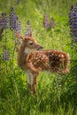 White-Tailed Deer Fawn Odocoileus virginianus Stands Still