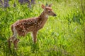 White-Tailed Deer Fawn Odocoileus virginianus Stands to Right Royalty Free Stock Photo