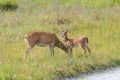 White tailed deer taking care of fawn