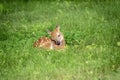 White-tailed deer Fawn in Poughkeepsie, NY Royalty Free Stock Photo