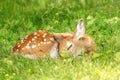 White-tailed deer Fawn in Poughkeepsie, NY Royalty Free Stock Photo