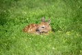 White-tailed deer Fawn in Poughkeepsie, NY Royalty Free Stock Photo