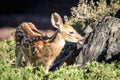 White-tailed deer Fawn in Poughkeepsie, NY Royalty Free Stock Photo
