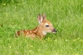 White-tailed deer Fawn in Poughkeepsie, NY