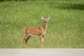 White-tailed deer Fawn in Poughkeepsie, NY Royalty Free Stock Photo