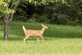 White-tailed deer Fawn in Poughkeepsie, NY Royalty Free Stock Photo