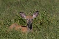 A White-tailed deer fawn resting in the grass in autumn in Canada Royalty Free Stock Photo