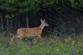 A White-tailed deer fawn running in the forest in Ottawa, Canada Royalty Free Stock Photo