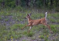 A White-tailed deer fawn running in the forest in Ottawa, Canada Royalty Free Stock Photo