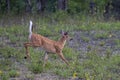 A White-tailed deer fawn running in the forest in Ottawa, Canada Royalty Free Stock Photo