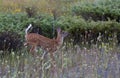 A White-tailed deer fawn running in the forest in Ottawa, Canada Royalty Free Stock Photo