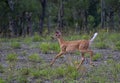 A White-tailed deer fawn running in the forest in Ottawa, Canada Royalty Free Stock Photo