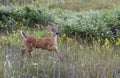 A White-tailed deer fawn running in the forest in Ottawa, Canada Royalty Free Stock Photo