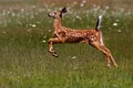 White-tailed deer fawn (Odocoileus virginianus) running in the forest in Ottawa, Canada Royalty Free Stock Photo