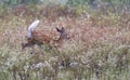 A White-tailed deer fawn running in the tall grass in the early summer meadow in Canada Royalty Free Stock Photo