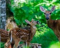 White-tailed deer fawn with spots looking up at its mother in a forest clearing. Royalty Free Stock Photo