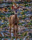 White-tailed deer fawn with spots standing in a combined corn field backlit from the sunset during spring. Royalty Free Stock Photo