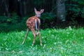 White-tailed deer fawn with spots walking in a forest Royalty Free Stock Photo