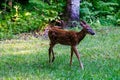 White-tailed deer fawn with spots Royalty Free Stock Photo