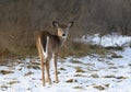 A White-tailed deer fawn standing in an autumn snowy covered meadow in Canada Royalty Free Stock Photo