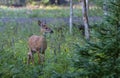 A White-tailed deer fawn standing in the forest in Ottawa, Canada Royalty Free Stock Photo