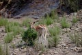 A white-tailed deer fawn standing in a forest Royalty Free Stock Photo