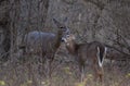 A White-tailed deer and fawn standing in a meadow in autumn rut in Canada Royalty Free Stock Photo