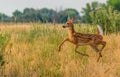 A White-tailed Deer Fawn Trotting Through a Meadow