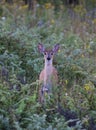 A White-tailed deer fawn walking through a field of wildflowers in Ottawa, Canada Royalty Free Stock Photo