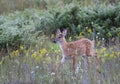 A White-tailed deer fawn walking through a field of wildflowers in Ottawa, Canada Royalty Free Stock Photo