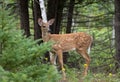 A White-tailed deer fawn walking in the forest in Ottawa, Canada Royalty Free Stock Photo