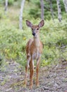 A White-tailed deer fawn walking in the forest in Ottawa, Canada Royalty Free Stock Photo
