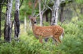 A White-tailed deer fawn walking in the forest in Ottawa, Canada Royalty Free Stock Photo