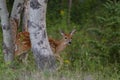 A White-tailed deer fawn walking in the forest in Ottawa, Canada Royalty Free Stock Photo