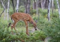 A White-tailed deer fawn walking in the forest in Ottawa, Canada Royalty Free Stock Photo