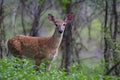 A White-tailed deer fawn walking in the forest in Ottawa, Canada Royalty Free Stock Photo