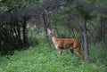 A White-tailed deer fawn walking in the forest in Ottawa, Canada Royalty Free Stock Photo