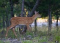 A White-tailed deer fawn walking in the forest in Ottawa, Canada Royalty Free Stock Photo