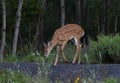 A White-tailed deer fawn walking in the forest in Ottawa, Canada Royalty Free Stock Photo