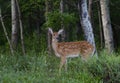 A White-tailed deer fawn walking in the forest in Ottawa, Canada Royalty Free Stock Photo