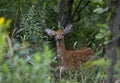 A White-tailed deer fawn walking in the forest in Ottawa, Canada Royalty Free Stock Photo