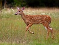 White-tailed deer fawn (Odocoileus virginianus) walking in the forest in Ottawa, Canada Royalty Free Stock Photo