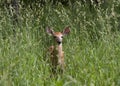 A White-tailed deer fawn walking through the tall grass in the forest in Canada Royalty Free Stock Photo