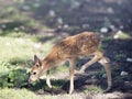 White-tailed deer fawn Royalty Free Stock Photo