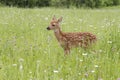 White tailed deer fawn in wildflowers Royalty Free Stock Photo