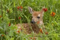 White tailed deer fawn in wildflowers Royalty Free Stock Photo