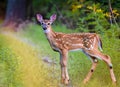 White tailed deer fawn witj hind on natural trail in north Wisconsin. Generated AI Royalty Free Stock Photo