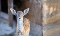 White-tailed deer fawn in zoo Royalty Free Stock Photo